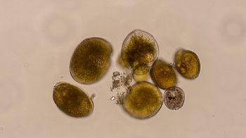 Detectan en la costa de