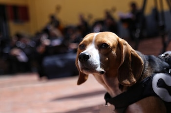 Los capitalinos podrán nadar con