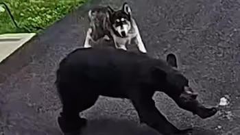 El perro de la familia se interpone entre un oso que ataca y un niño pequeño