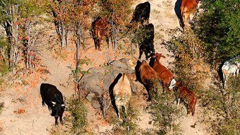 Las primeras muertes masivas de