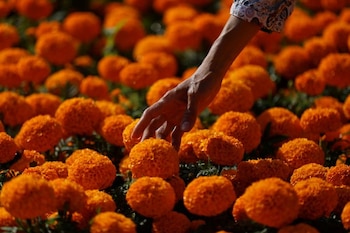 El cempasúchil es producido en