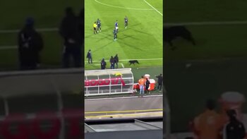 Un perro se metió a la cancha en el estadio El Campín el pasado sábado 6 de agosto y obligó a detener por un más de un minuto el partido entre Millonarios y el Deportivo Cali. Foto: Captura de pantalla