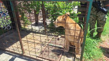 Profepa asegura cachorro de león