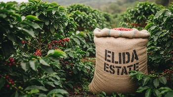 Lamastus Family Estate lidera el Best of Panama al lograr 96.25 puntos en la categoría Geisha Lavado