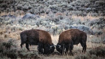 Consejos para ver bisontes en