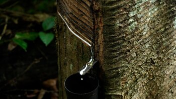 Récord histórico: el caucho colombiano