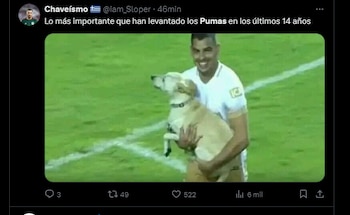 Memes pumas