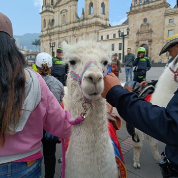 Una de las llamas rescatadas