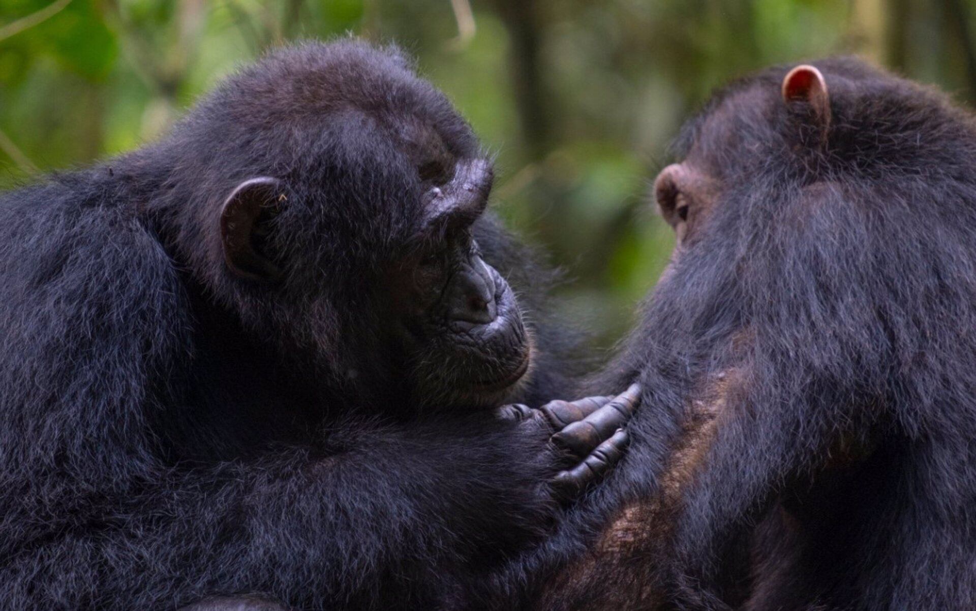 La investigación revela que solo los sonidos de chimpancés activan áreas cerebrales asociadas al reconocimiento de la voz humana - (Europa Press)