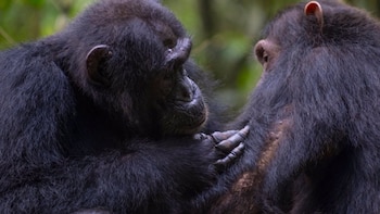 Chimpancés en Uganda sorprenden con