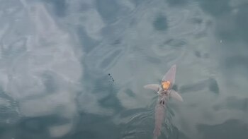 El avistamiento de esta inusual