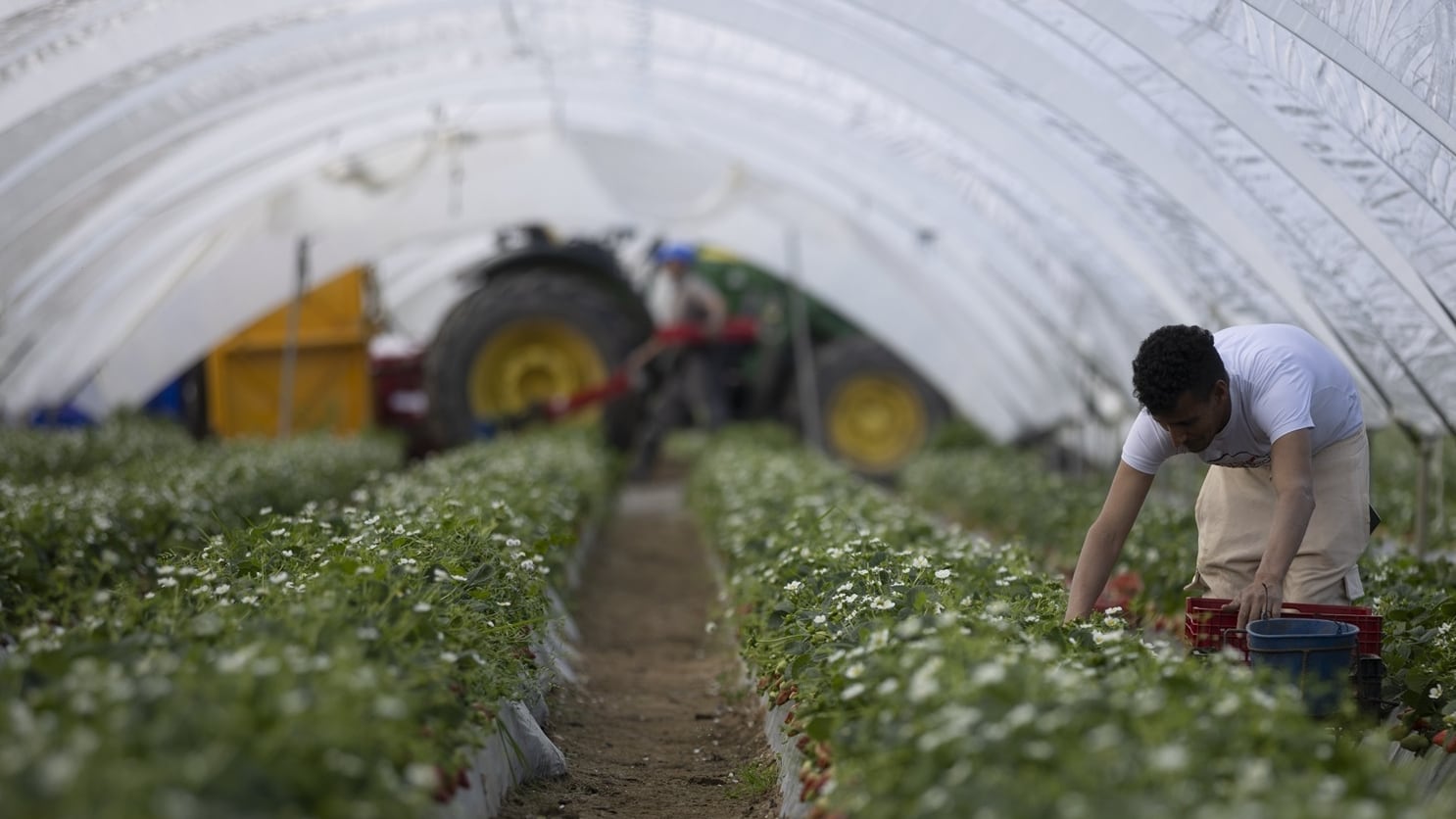 Explotación agrícola en Moguer (Huelva) dedicada al cultivo de la fresa, a 12 de febrero de 2026 en Moguer, Huelva (Andalucía, España). (Clara Carrasco / Europa Press)