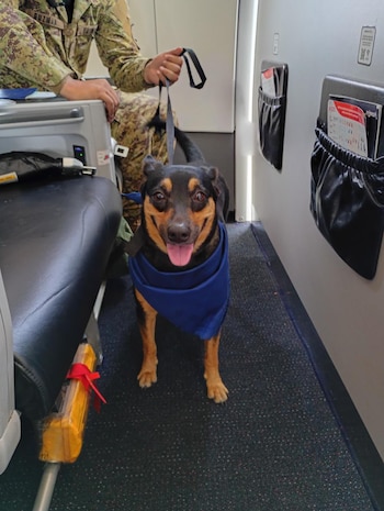 Hallada entre ruinas en La Guaira, la cachorra venezolana será preparada por la Unidad Humanitaria de Rescate para sumarse a labores de salvamento junto a los equipos que atienden emergencias (Foto cortesía FAES)