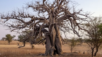 Estos árboles aparecieron por primera