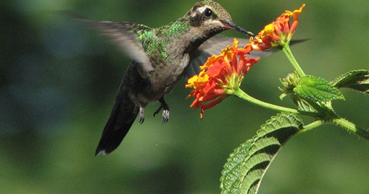 Descubre el estilo de vida único de los colibríes: cómo su dieta azucarada les permite vivir al límite