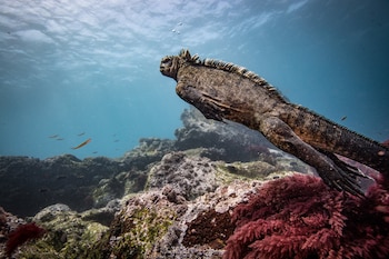 Iguanas marinas alimentándose de algas