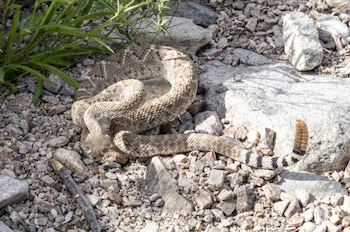 Serpiente de cascabel de diamante occidental enrollada en un terreno rocoso y árido con pequeñas plantas verdes, mostrando su patrón de escamas y su cascabel