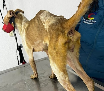 El gobierno de Coacalco, Edomex,