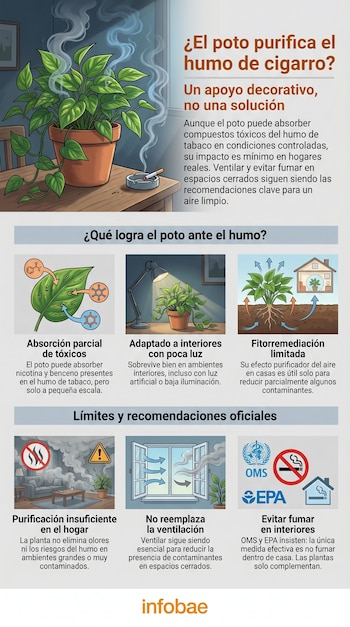 Infografía con una planta poto, un cenicero con un cigarrillo humeando y diagramas sobre purificación del aire e iconos de la OMS y EPA.