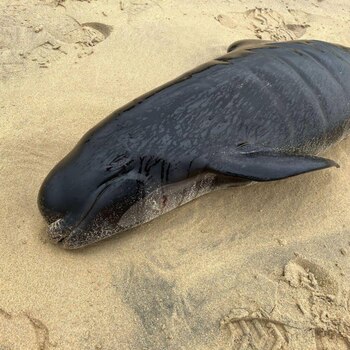 Hacia las 15.30 horas se