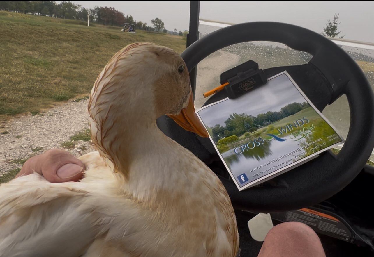 Rescatados y ya adaptados, los patos disfrutan de estanques amplios y compañía, recuperando su salud física y emocional en un entorno seguro y lleno de vida. (Facebook: Michigan Duck Rescue and Sanctuary)