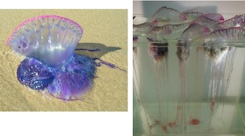 Imagen de la medusa Physalia physalis.