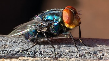 Primer plano de una mosca con grandes ojos rojos. Su cuerpo es iridiscente, mostrando tonos azules, verdes y púrpuras, posada sobre una superficie rugosa.