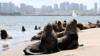 Los lobos marinos se muestran