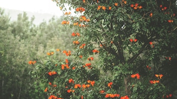 Cómo es el Tulipanero Africano,