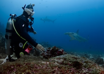 Las Islas Galápagos y muchas de sus criaturas únicas están en riesgo por el calentamiento de las aguas