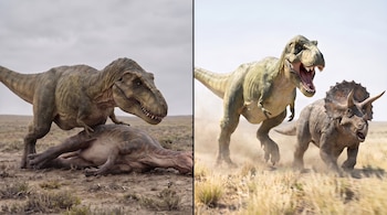 Dos imágenes divididas: un Tiranosaurio Rex sobre otro dinosaurio en el suelo; un Tiranosaurio Rex y un Triceratops corriendo.