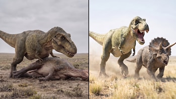 ¿Cazador o carroñero? Un hallazgo en Wyoming revela las verdaderas costumbres del Tyrannosaurus rex