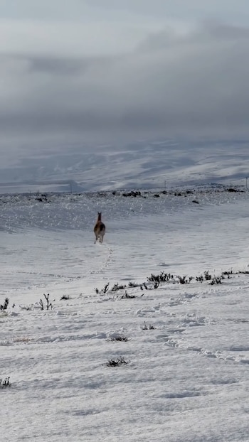 Guanaco corriendo de espaldas en un campo cubierto de nieve con huellas y pequeños arbustos en primer plano y montañas al fondo bajo un cielo nublado