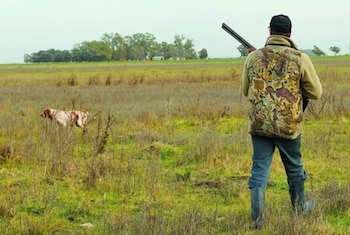 Cazador visto de espaldas con chaleco de camuflaje y escopeta en un campo junto a un perro de manchas marrones en la hierba