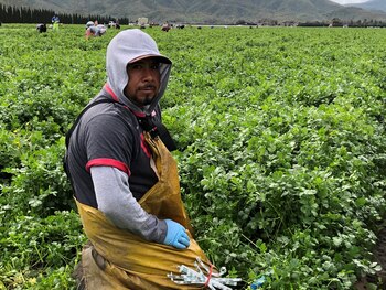 La producción del cilantro se