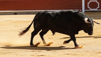 De la fiesta al luto: hombre murió tras ser embestido por un toro en las corralejas de Magdalena