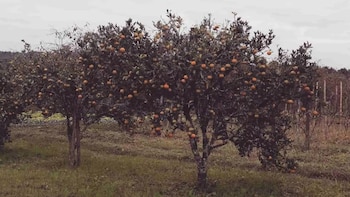 Los efectos del calentamiento global