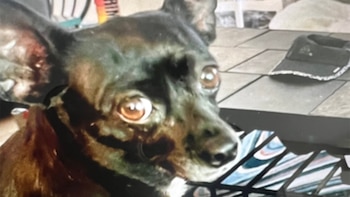 Cuddles dio su vida para salvar a su familia de un incendio.