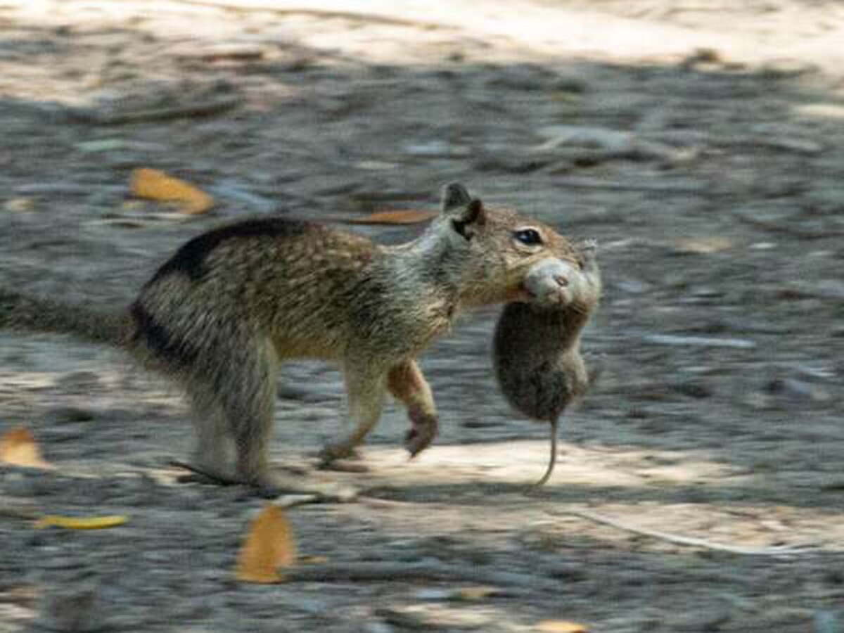 Científicos descubrieron por primera vez a una colonia de ardillas carnívoras - Infobae