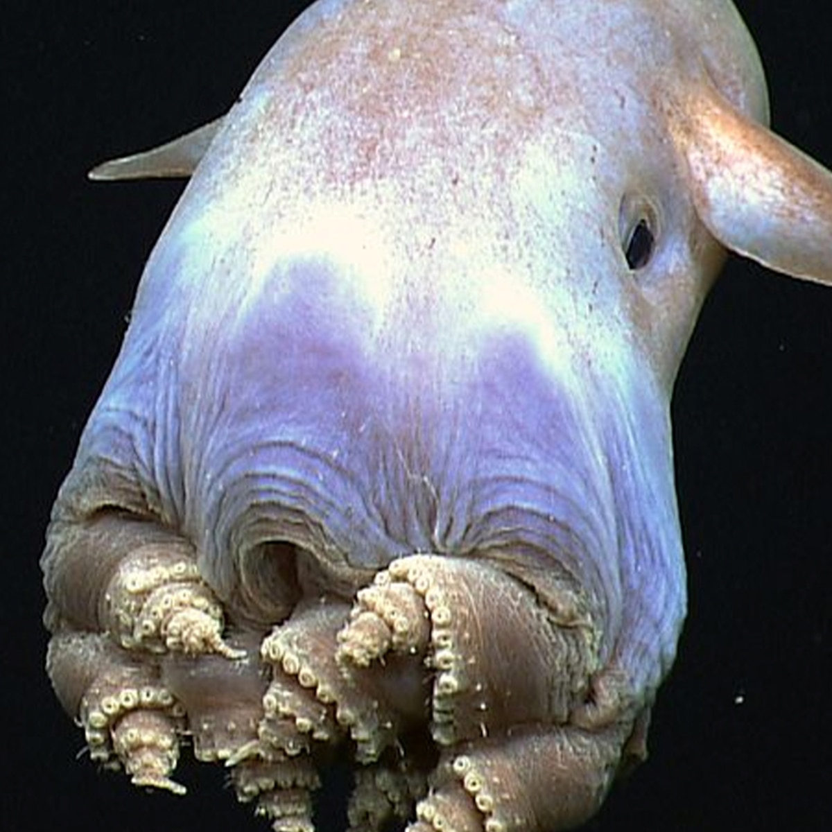 El asombroso universo de los pulpos Dumbo, las criaturas fantásticas de las profundidades - Infobae
