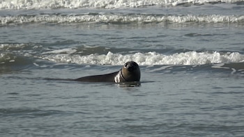 Foca oscura con cabeza y parte del cuerpo sobre el agua grisácea del océano. Olas rompiendo en el fondo