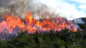 Se reportaron 449 incendios forestales