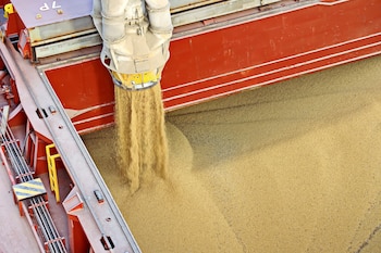 La recuperación productiva registrada durante la campaña 2024/25 fue uno de los factores que permitió al Gran Rosario recuperar el liderazgo mundial (Foto: Shutterstock)