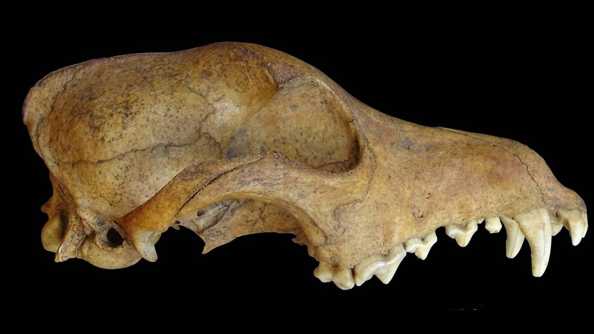 Los científicos estudiaron 70 genomas mitocondriales de perros arqueológicos y modernos en América Central y del Sur./ Lucio González Venanzi