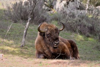 Imagen de archivo de 2023 de la Sierra de Andújar, donde comenzó un proyecto de conservación del bisonte europeo. (Juan de Dios Ortiz/Europa Press)