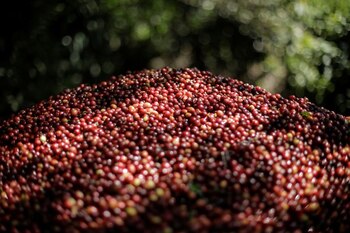 Imagen de archivo. Cerezas de