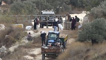 ONU alerta del aumento de ataques de colonos israelíes al inicio de la cosecha de la aceituna en Cisjordania