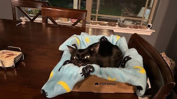 La gata sufre de enanismo