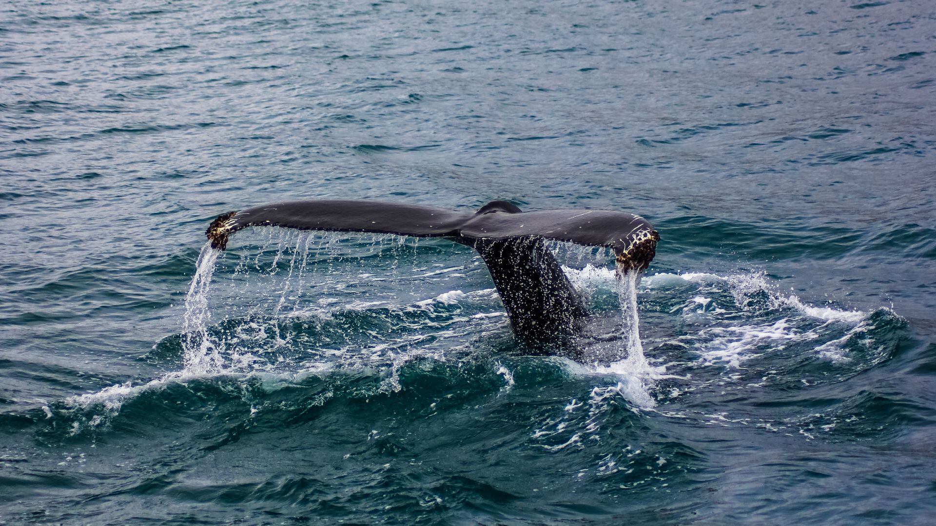 Lejos del espectáculo, su rol es esencial. Las ballenas dispersan nutrientes y los delfines actúan como centinelas ecológicos que revelan la salud de los ecosistemas marinos. (Pacífico Adventures)