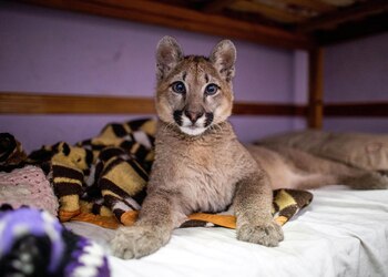 El puma rescatado en Mataderos